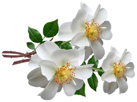 Flowers White Roses Free Image On Pixabay
