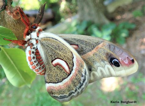 A Season Of Silk Moths Continues With Cecropia Moth Hyalophora