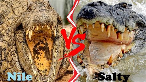 Nile Crocodile Vs Saltwater Crocodile Saltwater Crocodile Vs Nile