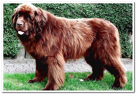 Newfoundland Breed Character Care And Photos Dogsis