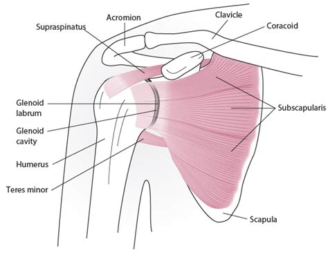 Figure Shoulder Anatomy Anterior View Merck Manuals Professional