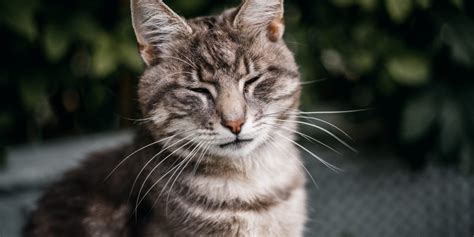 Top Tip Understanding Cat Blinks International Cat Care
