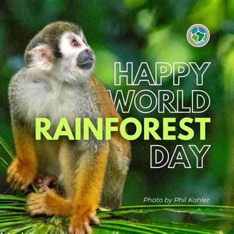 World Rainforest Day Is June 22 Mongabay Kids