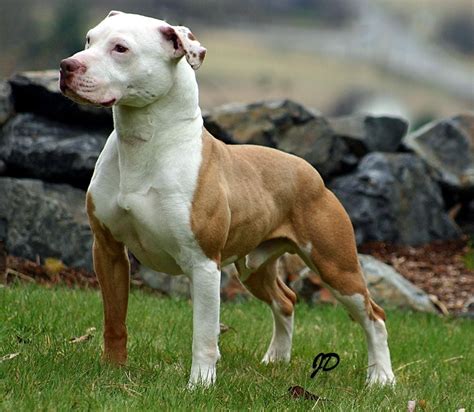 5 Popular Different Types Of Pitbulls Breeds With Pictures American