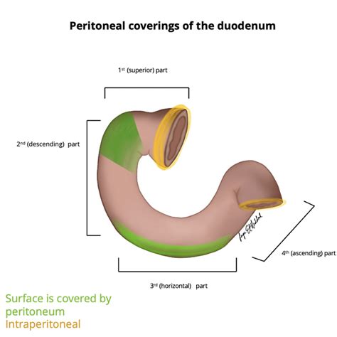 Anatomy And Physiology Of The Duodenum ScienceDirect OFF