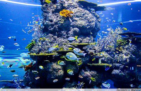 10 Must Visits At The Sea Aquarium A Guide To The World Under The