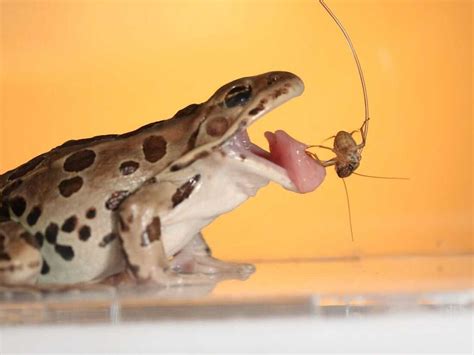 To Catch Prey Frogs Turn To Sticky Spit The Two Way Npr