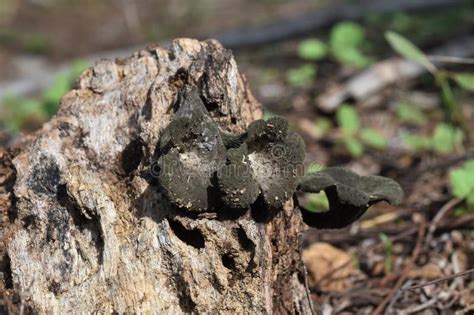Bei der mukormykose breitet sich der schwarze pilz im körper aus, zerstört gewebe und. Schwarzer Pilz Auf Der Natur, Craterellus Fallax Stockbild ...
