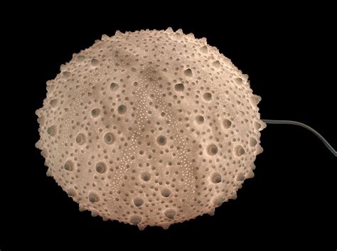 Looking for a good deal on sea urchin lamp? Large White Sea Urchin Coastal Accent Lamp 16 Inch Accent ...