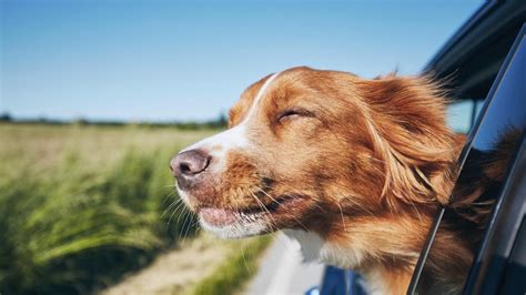 ¿cómo Puedo Saber Si Mi Perro Es Feliz