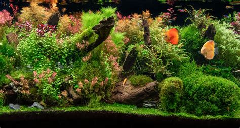 How Often To Change Fish Tank Filter The Ultimate Guide Aquariumia