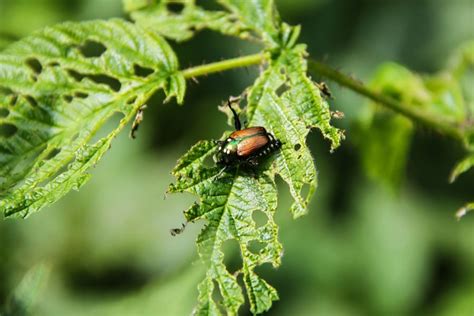 All Natural Japanese Beetle Spray Archives Old World Garden Farms