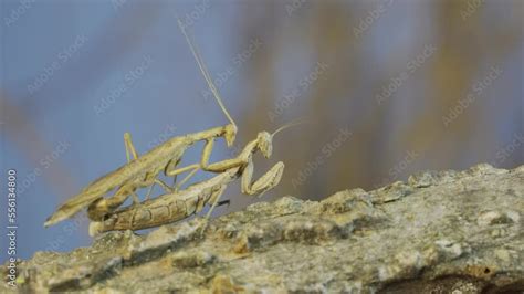 The Mating Process Of Praying Mantises Couple Of Praying Mantis Mating