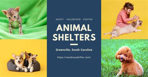 13 Animal Shelters In Greenville South Carolina