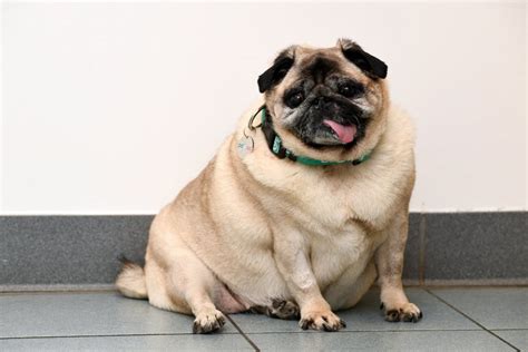 Diet For Overweight Dogs The Dogman