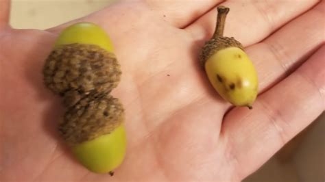 Whats Inside An Acorn Acorn Dissection Falling For Science