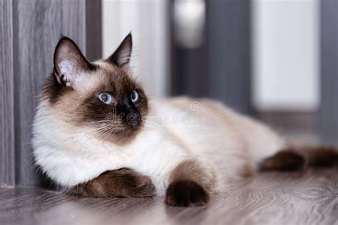 A Beautiful Young Siamese Domestic Cat With Blue Eyes Stock Photo