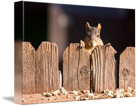 1000 Images About Squirrel Friend Ideas On Pinterest Dinner With