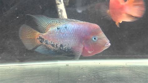 Synspilum Cichlid Youtube