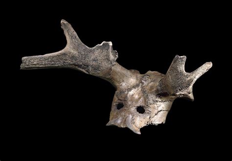 Via Jamiewoodward Mesolithic Headdress Was Created From The Skull Of