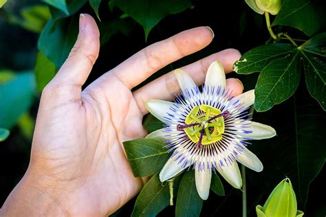 7 Common Reasons Why Passionflower Fails To Bloom