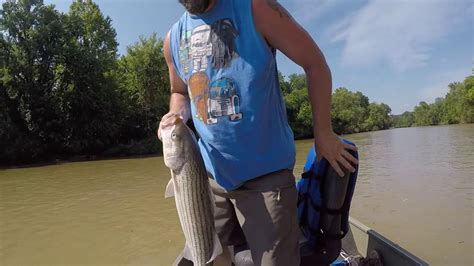 Lower Illinois River Striper Fishing Vol 1 Youtube
