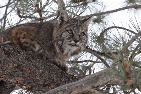 Bobcat In Colorado Wild Cats Cats Feline