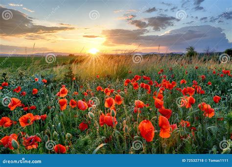 Poppies Field Flower On Sunset Stock Photo Image Of Paradise Color