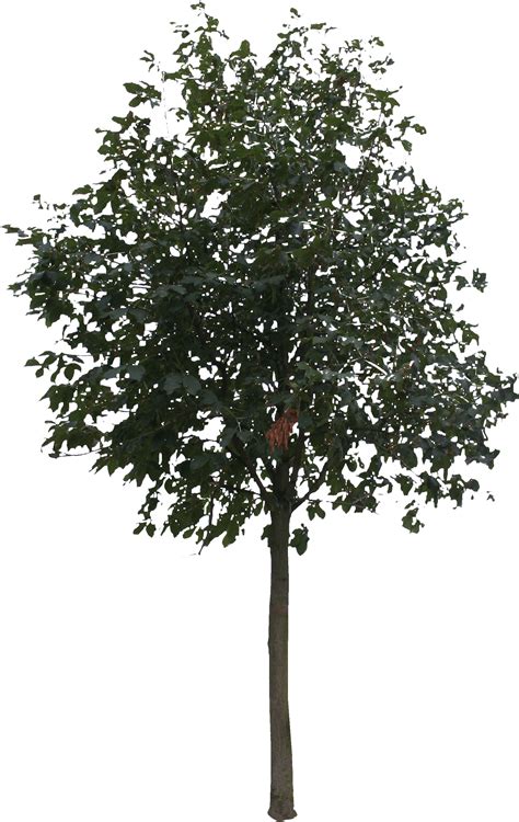 Download Hd 2d Trees Tree Cut Out Png Transparent Png Image