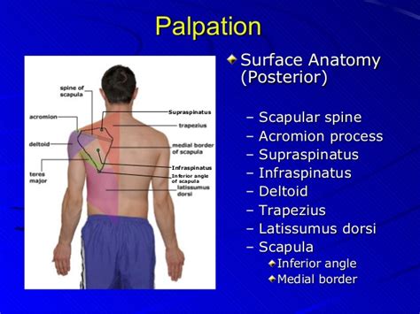 Gray's anatomy, the anatomical basis of clinical practice. The Gallery For Gt Supraspinatus Tendon Palpation - Www.tokoonlineindonesia.id