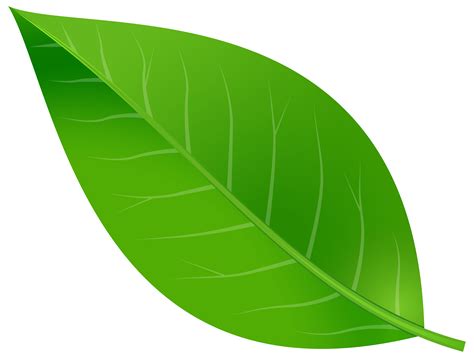 Green Leaf Illustration Png Download Illustration 2020