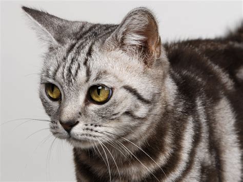 Wallpaper Face Striped Whiskers Wild Cat Fauna Vertebrate Close