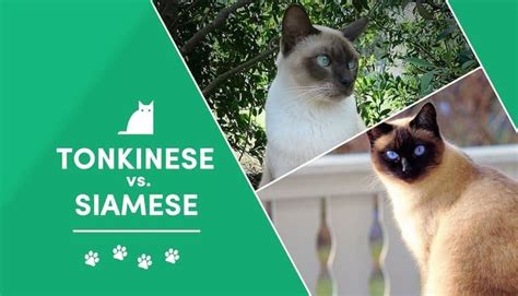Tonkinese Vs Siamese Cat Whats The Difference With