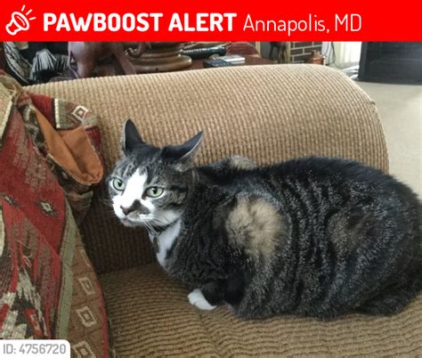 Annapolis Md Lost Female Cat Kitty Is Missing Pawboost