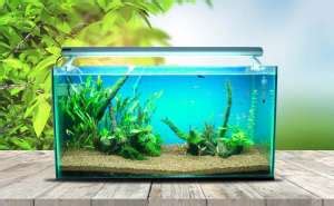 Party size 8 (2 tanks, 2 healers, 4 dps). How to Build a Cichlid Tank - An In-Depth Guide for Aquarists