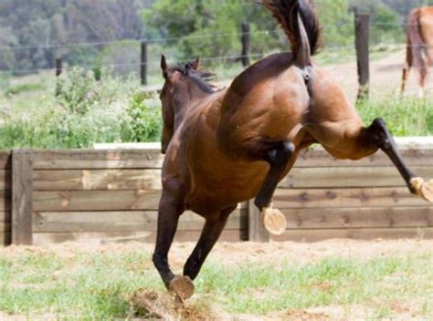 Un Niño De 2 Años Quedó Grave Luego Ser Pateado Por Un Caballo En San Carlos