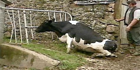 Un Cas De La Maladie De La Vache Folle Détecté En Angleterre