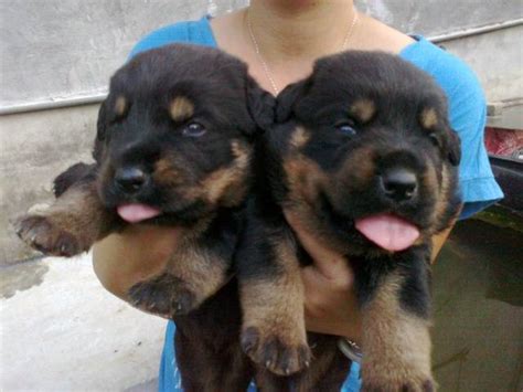 Our breeding programs offers rottweiler puppies for sale from some of the best breeding stock in the world. rottweiler puppies FOR SALE ADOPTION from Selangor Puchong ...