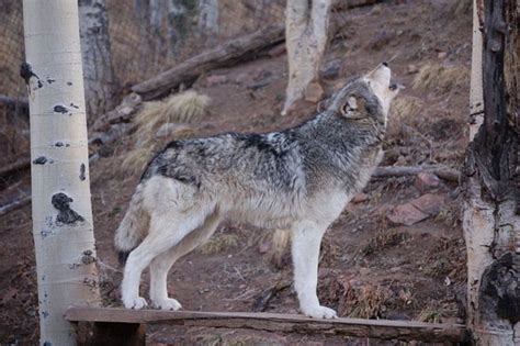 Wolf Sanctuary Colorado Usa Click Photo To Play Sound From