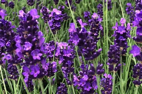 Hidcote Blue English Lavender Plants For Sale Ashridge