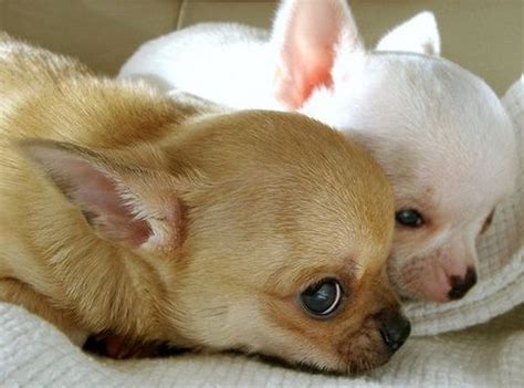 The Cutest Chihuahua Puppies How Cute Are These Chihuahuas