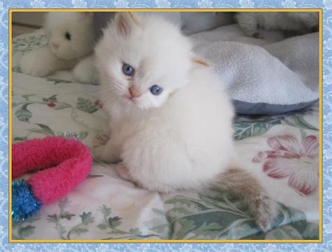 All himalayan kittens must remain with their mother and father until they are 11 weeks old. New Jersey Himalayan Kittens for sale