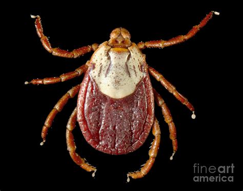 Rocky Mountain Wood Tick By Science Source