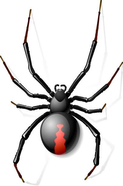 Black Widow Spiders Plaque Ubicaciondepersonascdmxgobmx