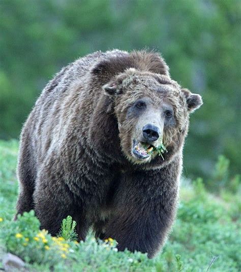 A Grizzly Death The Departure Of Scarface The Yellowstone