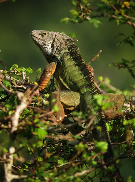 Domestication is a selective breeding process that takes place over thousands of years. For exotic pets, the most popular are also most likely to ...