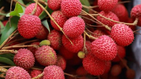 Litchi Lychee Sync With Nature