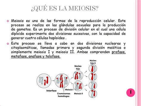 Biocastellano9 La Meiosis