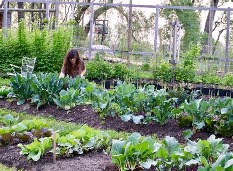 Raised Garden Beds Vs In Ground Beds Pros And Cons ~ Homestead And Chill