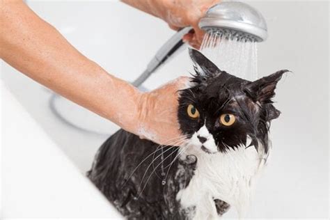 A Simple Guide On How To Bathe Your Cat Safely My Animals